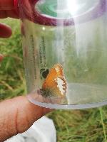 Coenonympha arcania