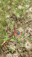 Lycaena alciphron
