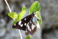 Limenitis reducta