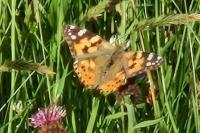 Vanessa cardui
