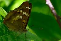 Apatura ilia