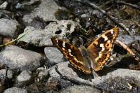 Apatura ilia