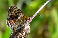Melitaea didyma