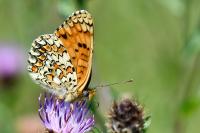 Melitaea phoebe