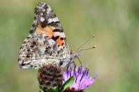 Vanessa cardui