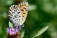 Lycaena dispar