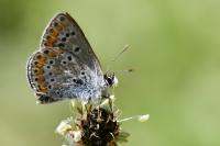 Aricia agestis