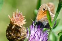Coenonympha pamphilus