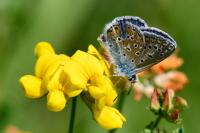 Polyommatus icarus