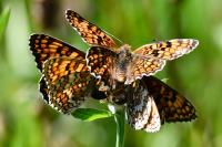 Melitaea phoebe