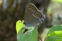 Satyrium spini