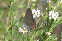 Satyrium ilicis