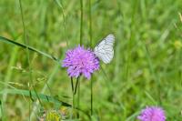 Aporia crataegi