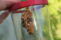 Boloria dia