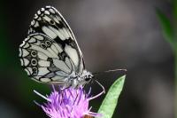 Melanargia galathea