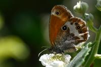 Coenonympha arcania