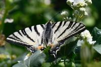 Iphiclides podalirius