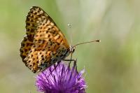 Melitaea didyma
