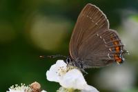 Satyrium ilicis