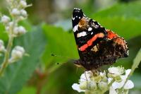 Vanessa atalanta