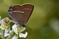 Satyrium spini