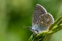 Lysandra bellargus