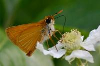 Thymelicus acteon