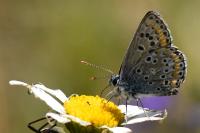 Aricia agestis