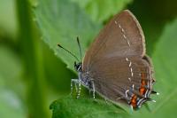 Satyrium ilicis