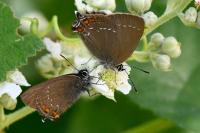 Satyrium ilicis