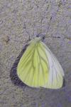 Pieris napi