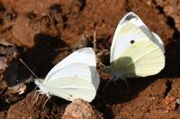 Pieris rapae