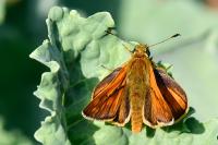 Ochlodes sylvanus