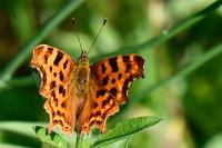 Polygonia c-album