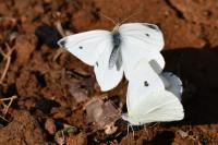 Pieris rapae