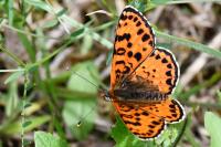 Melitaea didyma