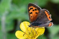 Lycaena phlaeas