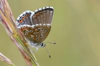 Lysandra bellargus