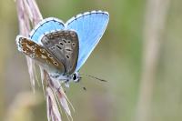 Lysandra bellargus
