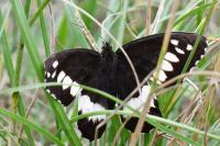 Brintesia circe