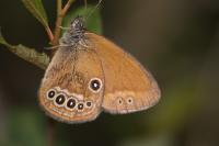 Coenonympha oedippus