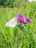 Aporia crataegi