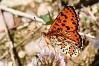 Melitaea didyma