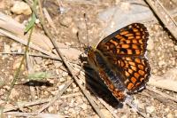 Melitaea phoebe