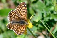Melitaea cinxia