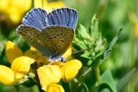 Polyommatus icarus
