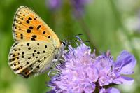Lycaena tityrus