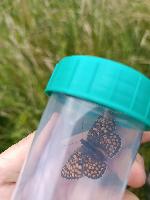 Melitaea phoebe
