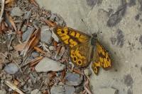 Lasiommata megera