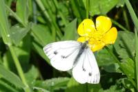 Pieris napi